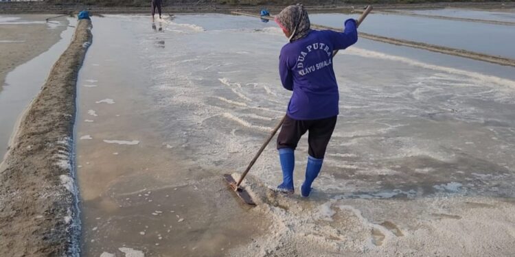 Harga Garam Tinggi, tapi Hasil Panen di Pati Malah Turun Drastis