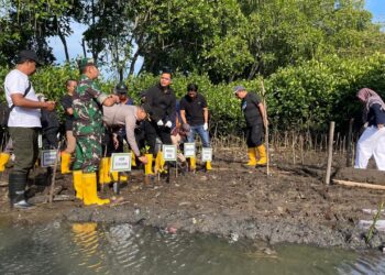 1000 Mangrove Ditanam di Pesisir Kedungmalang Jepara untuk cegah abrasi