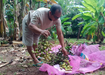 Musim Panen Matoa, Warga Tayu Pati Bisa Raup hingga Rp3 Juta dari Satu Pohon