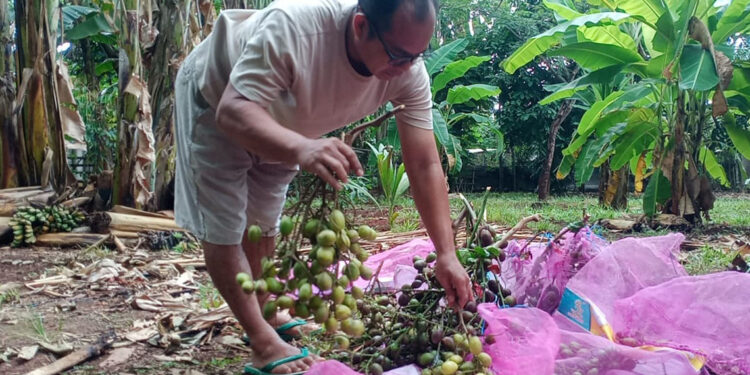 Musim Panen Matoa, Warga Tayu Pati Bisa Raup hingga Rp3 Juta dari Satu Pohon