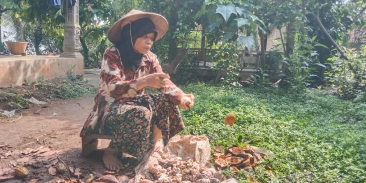 Harga Kakao Kering di Pati Anjlok, Cuma Rp40 Ribu Sekilo
