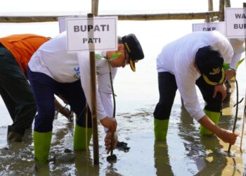Cegah Abrasi, Bupati Sudewo dan Warga Tanam Bibit Mangrove di Banyutowo