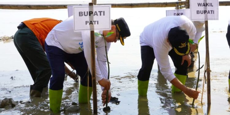 Cegah Abrasi, Bupati Sudewo dan Warga Tanam Bibit Mangrove di Banyutowo