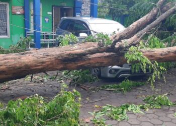 Satu Mobil Ringsek Tertimpa Pohon Tumbang di Karangtengah Demak