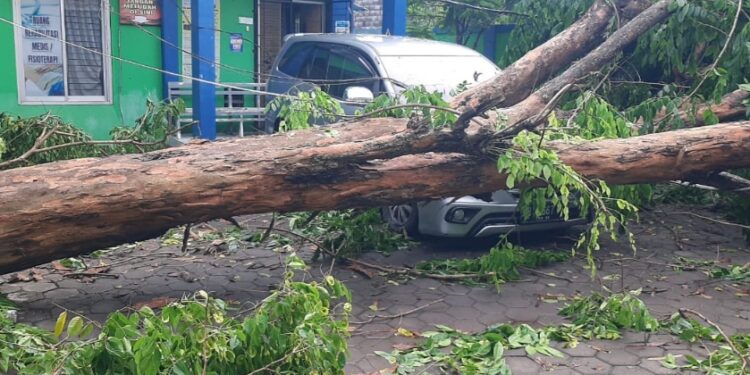 Satu Mobil Ringsek Tertimpa Pohon Tumbang di Karangtengah Demak