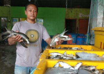 Harga Ikan Bandeng di Pati Meroket, Sentuh Rp26 Ribu Sekilo