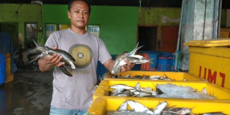 Harga Ikan Bandeng di Pati Meroket, Sentuh Rp26 Ribu Sekilo