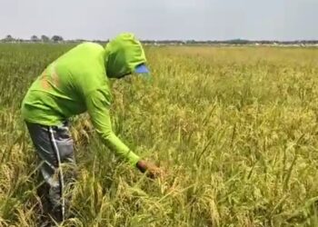 Harga Gabah Ketan di Pati Naik Capai Rp8.500 per Kilogram