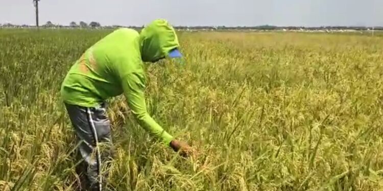 Harga Gabah Ketan di Pati Naik Capai Rp8.500 per Kilogram