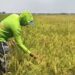 Harga Gabah Ketan di Pati Naik Capai Rp8.500 per Kilogram