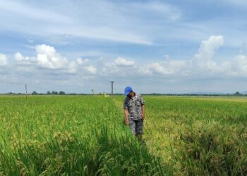 Petani Pati Gembira Harga Pupuk Subsidi Turun 20 Persen