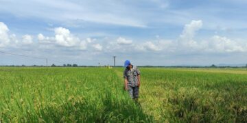 Petani Pati Gembira Harga Pupuk Subsidi Turun 20 Persen