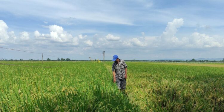 Petani Pati Gembira Harga Pupuk Subsidi Turun 20 Persen