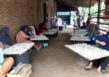 Siti Berdayakan Puluhan Janda di Jepara Produksi 100 Kg Keripik Singkong Tiap Hari