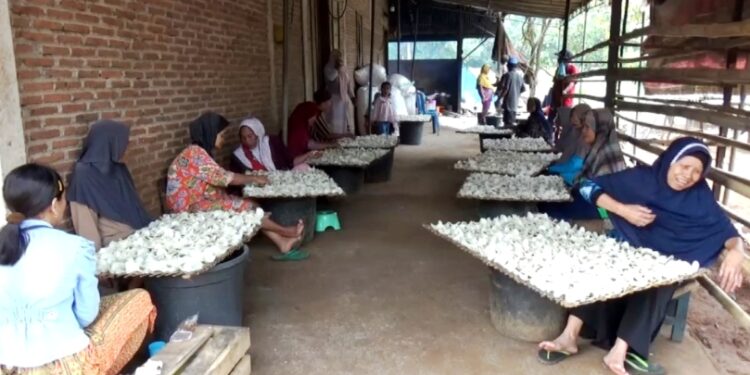 Siti Berdayakan Puluhan Janda di Jepara Produksi 100 Kg Keripik Singkong Tiap Hari