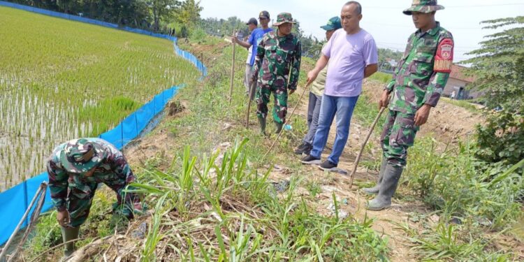 Hama Tikus Serang 11 Desa di Jakenan, Petani Gelar Gropyokan