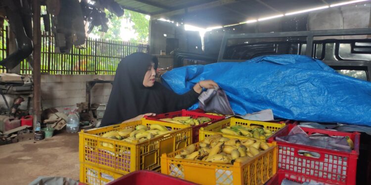 Berkah MBG, Petani Pisang di Gunungsari Pati Panen Cuan