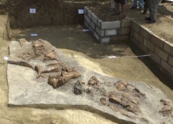 Tim Gabungan Selamatkan Fosil Gajah Purba Berusia Ratusan Ribu Tahun di Situs Patiayam