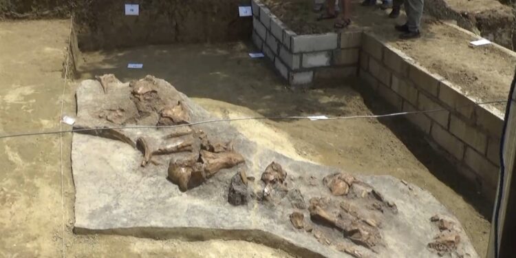 Tim Gabungan Selamatkan Fosil Gajah Purba Berusia Ratusan Ribu Tahun di Situs Patiayam