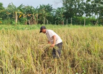 Petani Sugiharjo Pati Merugi, Tanaman Padi Diserang Tikus hingga Wereng