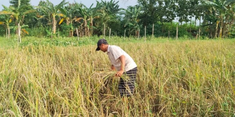 Petani Sugiharjo Pati Merugi, Tanaman Padi Diserang Tikus hingga Wereng