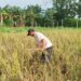 Petani Sugiharjo Pati Merugi, Tanaman Padi Diserang Tikus hingga Wereng