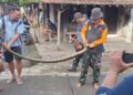 Ular Piton 4 Meter Teror Warga Tenggeles Kudus, Ditangkap Saat Mangsa 2 Ayam