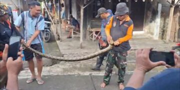 Ular Piton 4 Meter Teror Warga Tenggeles Kudus, Ditangkap Saat Mangsa 2 Ayam