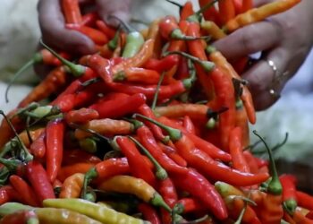 Jelang Nataru, Harga Cabai di Kudus Semakin Pedas, Naik 100 Persen