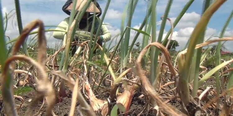 Curi Bawang Merah, 2 Emak-Emak di Demak Diamuk Warga