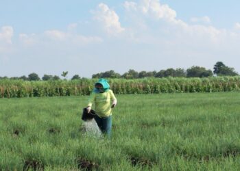 Dekati Panen Raya, Harga Bawang Merah di Pati Malah Anjlok