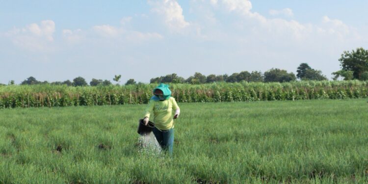 Dekati Panen Raya, Harga Bawang Merah di Pati Malah Anjlok