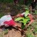 Gerak Nyata Siswa SMP di Pati Tanam Ribuan Pohon di Kendeng