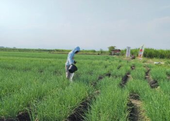 Harga Lebih Murah, Petani Pati Resah Adanya Isu Bawang Merah Impor Ilegal