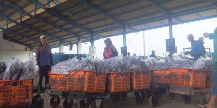 Cuaca Ekstrem, Hasil Tangkapan Ikan Laut di Pati Turun