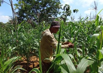 Tanaman Jagung Diserang Tikus, Petani Wukirsari Pati Merana