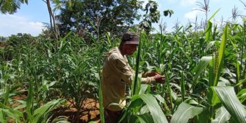 Tanaman Jagung Diserang Tikus, Petani Wukirsari Pati Merana