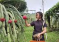 Wisata Petik Buah Naga di Jollong Pati jadi Favorit Keluarga untuk Nikmati Liburan