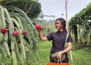 Wisata Petik Buah Naga di Jollong Pati jadi Favorit Keluarga untuk Nikmati Liburan