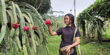 Wisata Petik Buah Naga di Jollong Pati jadi Favorit Keluarga untuk Nikmati Liburan