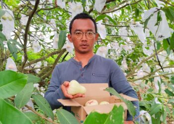 Lebih Manis, Peminat Jambu Madu Deli Asal Jrahi Pati dari Berbagai Daerah