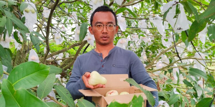 Lebih Manis, Peminat Jambu Madu Deli Asal Jrahi Pati dari Berbagai Daerah