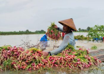 Terendam Banjir, Petani Ngurenrejo Pati Terpaksa Panen Dini Bawang Merah