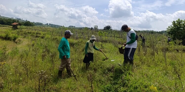 Diserang Tikus, Petani Jagung Wukirsari Pati Rugi hingga Rp10 Juta per Hektare