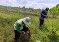 Pemprov Jateng Turun Tangan Atasi Serangan Tikus di Lahan Jagung Wukirsari Pati