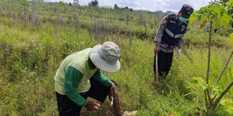 Pemprov Jateng Turun Tangan Atasi Serangan Tikus di Lahan Jagung Wukirsari Pati