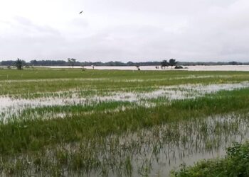 Banjir genangi sawah di Pati
