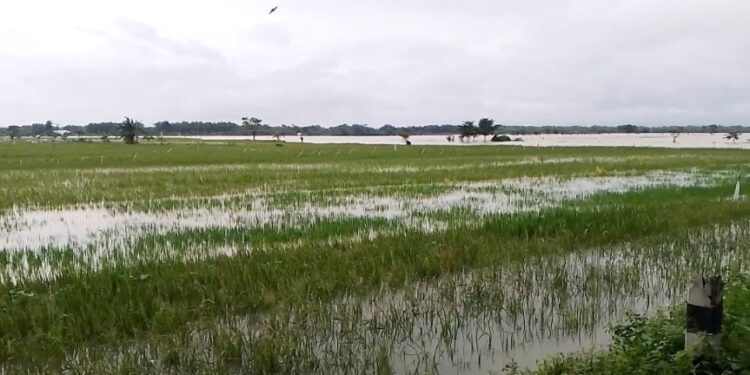 4.400 Hektare Lahan Pertanian di Pati Terdampak Banjir, Mayoritas Puso