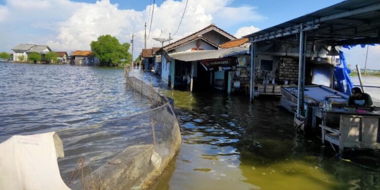 100 Ha Tambak di Tunggulsari Pati Terendam Banjir, Kerugian Capai Rp5 M