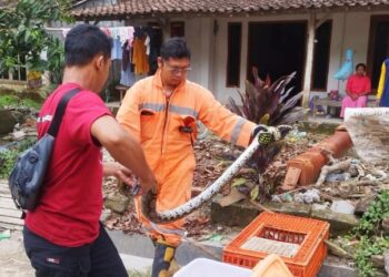 Sepanjang 2025, Damkar Rembang Amankan Seratusan Ular